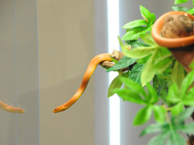 Фото Полоз Россалена