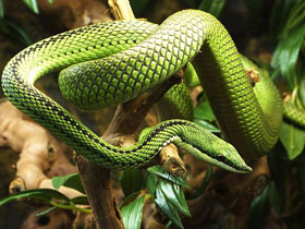 Фото Филодриас барона