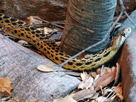 Смотреть фото Гоферова змея Фото Гоферова змея