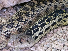 Смотреть фото Гоферова змея Фото Гоферова змея