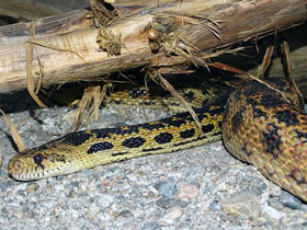 Смотреть фото Гоферова змея Фото Гоферова змея