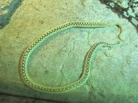 Фото Сосновая змея