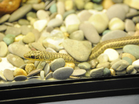 Фото Стрела-змея Шокари