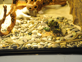 Фото Стрела-змея Шокари