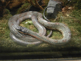 Смотреть фото Изменчивый псеустес Фото Изменчивый псеустес