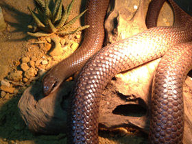 Смотреть фото Носатый рамфиофис Фото Носатый рамфиофис