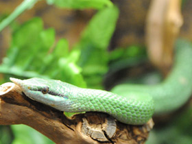 Носатый полоз