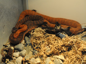 Смотреть фото Обыкновенный щитомордник Фото Обыкновенный щитомордник