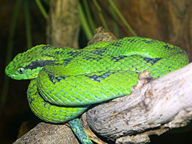 Смотреть фото Жёлто-пятнистый ботропс Фото Жёлто-пятнистый ботропс