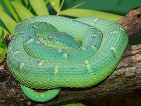 Смотреть фото Желтогубый ботропс Фото Желтогубый ботропс