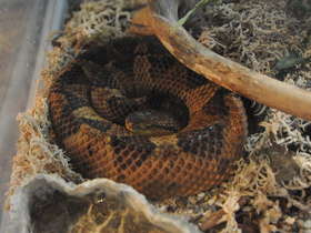 Смотреть фото Прыгающий ботропс Фото Прыгающий ботропс