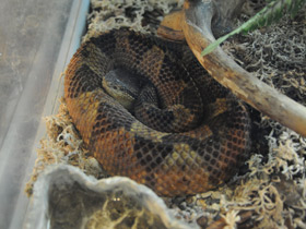 Смотреть фото Прыгающий ботропс Фото Прыгающий ботропс