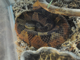Смотреть фото Прыгающий ботропс Фото Прыгающий ботропс