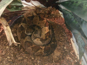 Смотреть фото Прыгающий ботропс Фото Прыгающий ботропс