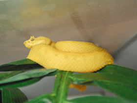 Смотреть фото Цепкохвостый ботропс Шлегеля Фото Цепкохвостый ботропс Шлегеля