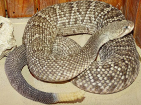 Фото Гремучник-василиск