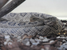 Фото Арубский гремучник