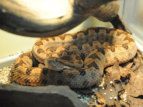 Смотреть фото Стройная куфия Фото Стройная куфия