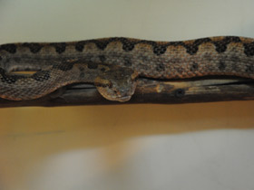 Смотреть фото Стройная куфия Фото Стройная куфия