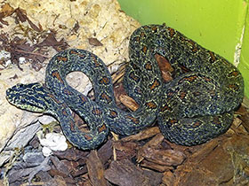 Смотреть фото Куфия Джердони Фото Куфия Джердони