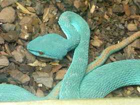 Фото Голубая куфия