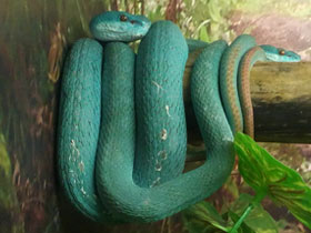 Фото Голубая куфия