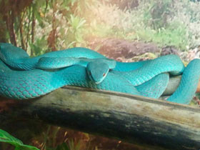 Фото Голубая куфия