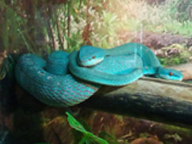 Фото Голубая куфия