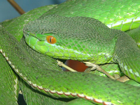 Фото Тибетская куфия Крамера