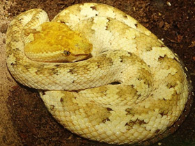 Фото Плосконосая куфия