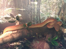 Фото Береговая куфия