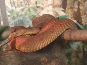 Фото Береговая куфия