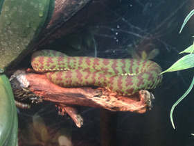 Смотреть фото Великолепная куфия Фото Великолепная куфия