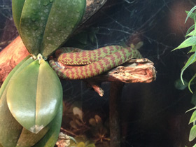 Смотреть фото Великолепная куфия Фото Великолепная куфия