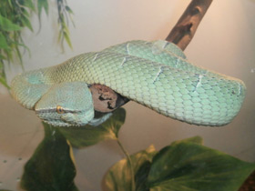 Смотреть фото Целебесская куфия Фото Целебесская куфия