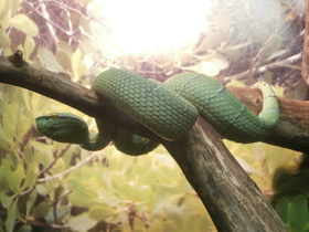 Смотреть фото Храмовая куфия Фото Храмовая куфия