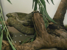 Фото Мангшанская куфия