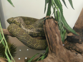 Фото Мангшанская куфия