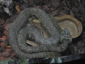 Фото Мангшанская куфия