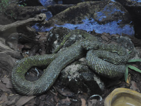 Фото Мангшанская куфия