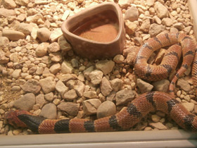 Смотреть фото Южноафриканская щитковая змея Фото Южноафриканская щитковая змея