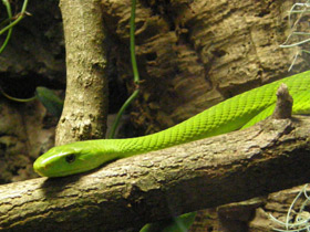 Смотреть фото Самые опасные змеи Фото Самые опасные змеи