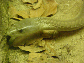 Смотреть фото Самые опасные змеи Фото Самые опасные змеи