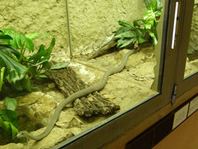 Смотреть фото Чёрная мамба Фото Чёрная мамба