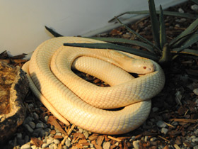 Фото Моноклевая кобра