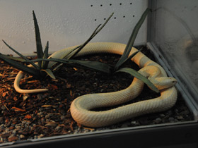 Фото Моноклевая кобра