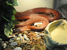 Фото Красная плюющаяся кобра