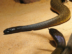 Фото Тайпан Маккоя