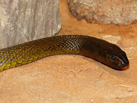 Фото Тайпан Маккоя