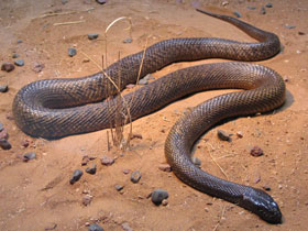 Фото Тайпан Маккоя